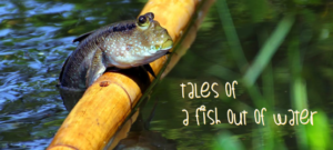A fish out of water: How to delete a credential in SQL Server (sys ...